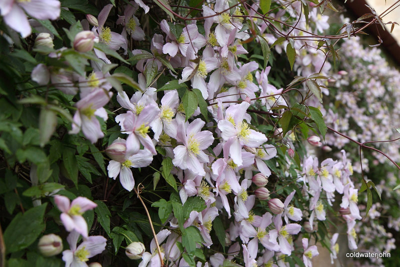 Clematis on steroids