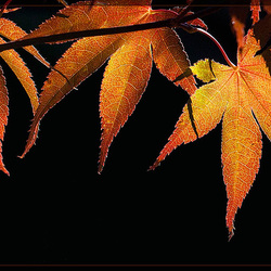 Fall is Coming Fall is Coming