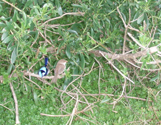 fairy wrens