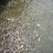 fish feeding on Chao Praya