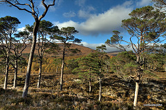 Autumn in Glen Affric - HDR