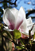 Magnolia petals