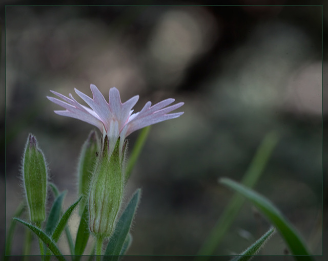 Stringflower: The 133nd Flower of Spring & Summer!