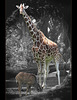 San Francisco Zoo: Giraffe and Young Kudu