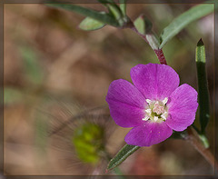 Purple Clarkia: The 132nd Flower of Spring & Summer! (1 more pic below)