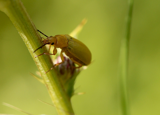 Cteniopus flavus