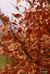 Mid-December beech leaves hanging on!