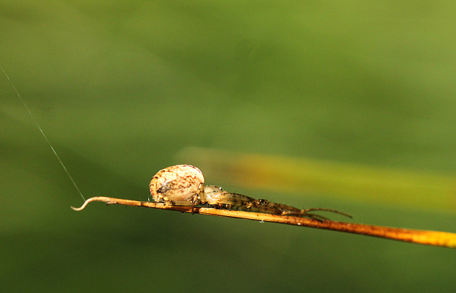 I Am One with This Twig