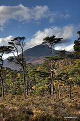 Autumn in Glen Affric - HDR 4016694616 o