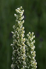 Platanthera x estesii