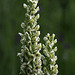 Platanthera x estesii