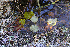 Cold and frosty morning 5177956665 o