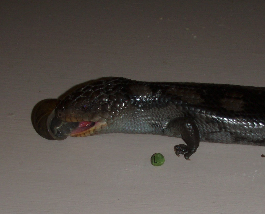 Blue Tongued Lizard