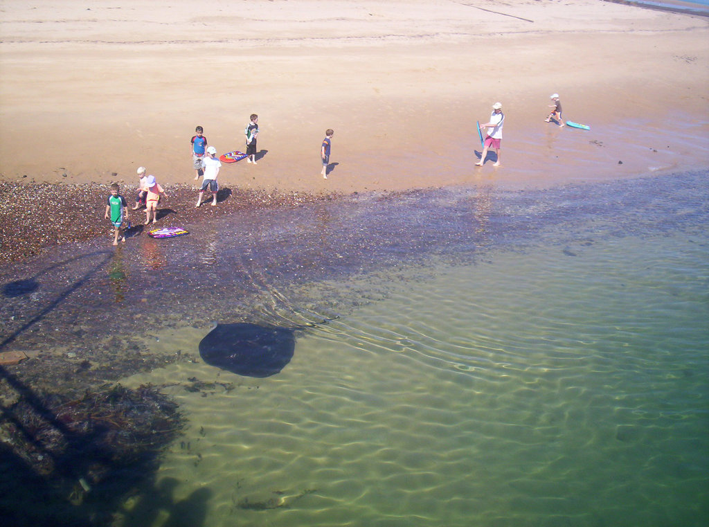 stingray very close to beach