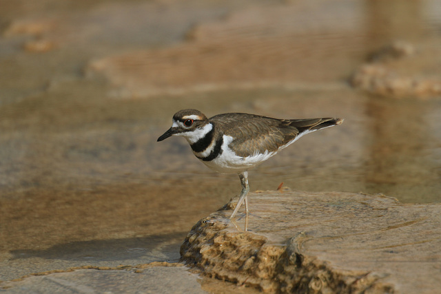 Killdeer