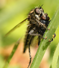 Robberfly with Lunch Date
