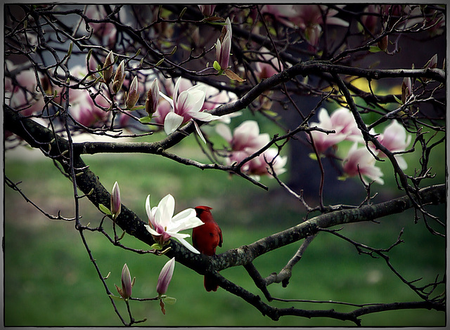 A Cardinal