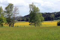 Feuchtwiesen im Burgweiler-Pfunger Ried