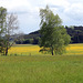 Feuchtwiesen im Burgweiler-Pfunger Ried