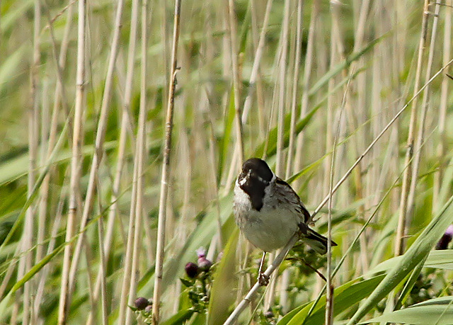 Reed Bunting Male