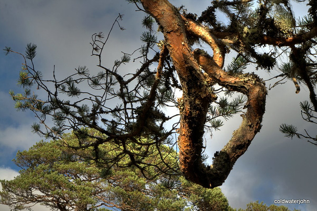 Autumn in Glen Affric - HDR