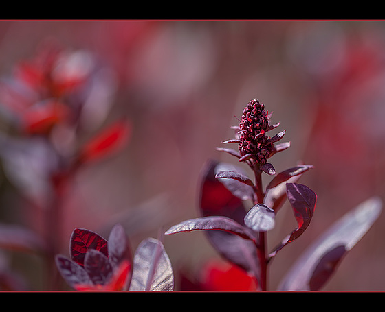 Channelling Red Stilletto