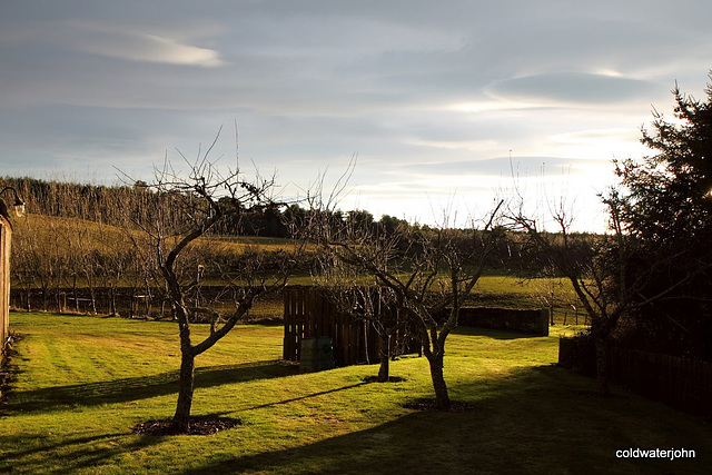 Late afternoon shadows in the orchard