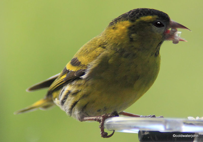 Siskin with a mouthful of sunflower seeds