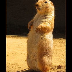 San Francisco Zoo: Prairie Dog, and Janet Has Officially LOST IT!!