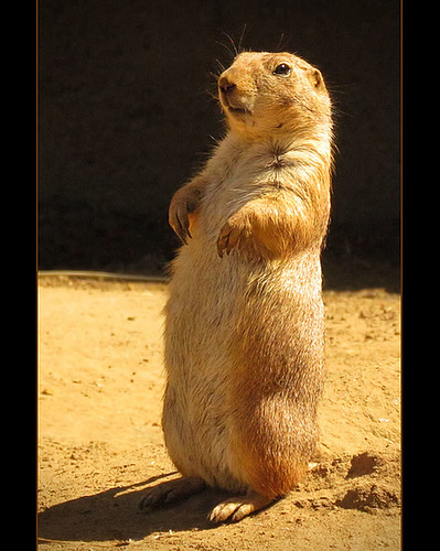 San Francisco Zoo: Prairie Dog, and Janet Has Officially LOST IT!!