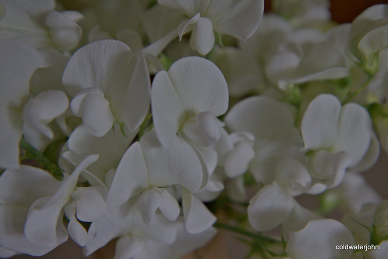 July's first sweet peas