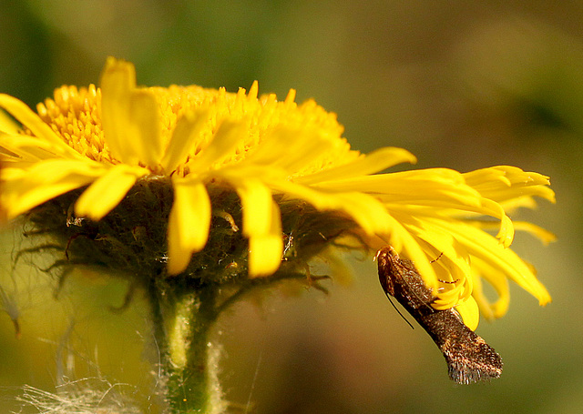 Dark Fleabane Neb @ Combe Haven