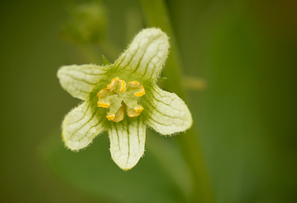 White Bryony