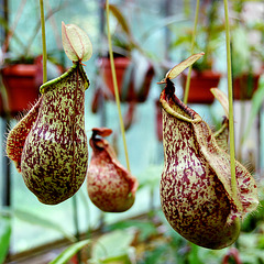 A visit to the Botanical Garden of Leiden University