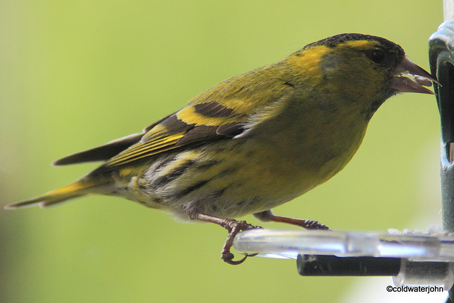 Siskin eating hulled sunflower seeds