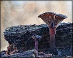 Pair of Mushrooms (More pictures below!)