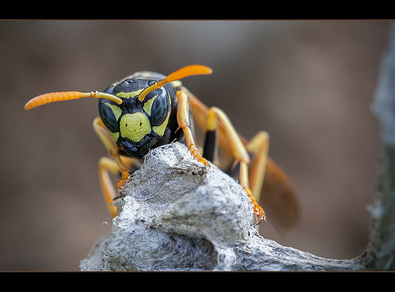 108/365: "Anger is as a stone cast into a wasp's nest." ~ Malabar Proverb