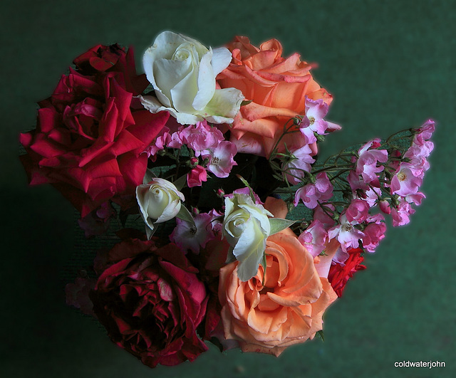 Summer Garden Roses