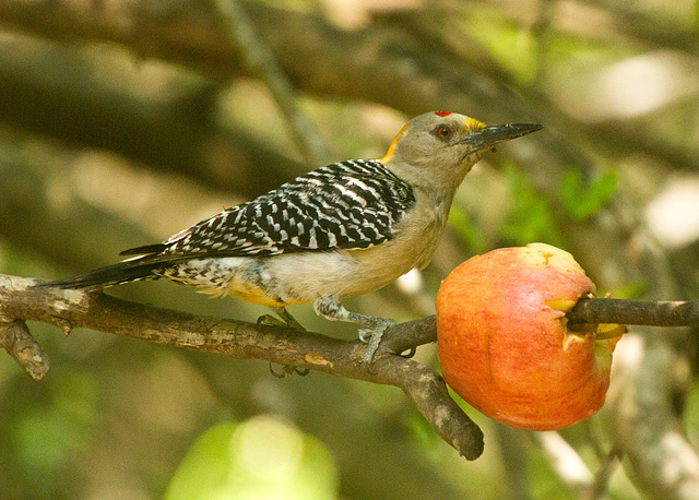 Golden-Fronted Woodpecker