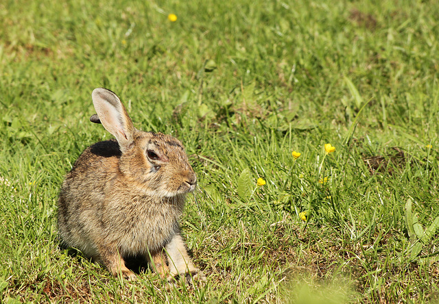 Rabbit