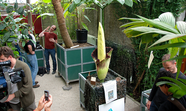 A visit to the Botanical Gardens of Leiden University: Amorphophallus Titanum