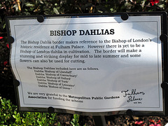 Bishop Dahlias