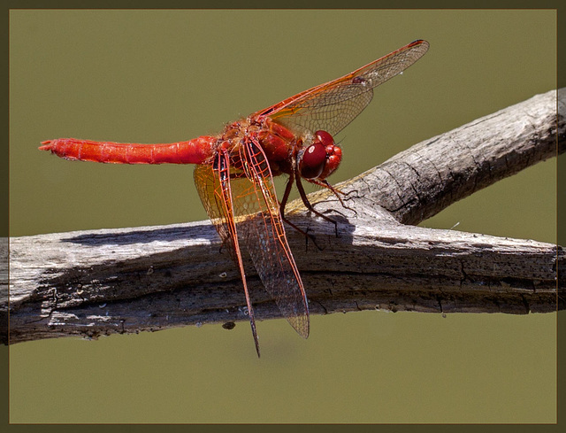 Male Cardinal Meadowawk Dragonfly Close-Up