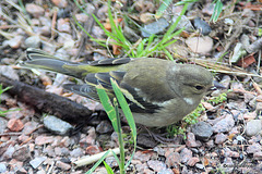 Siskin