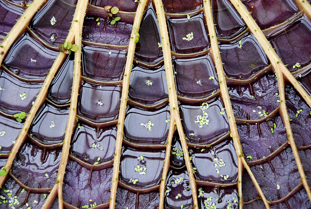 A visit to the Botanical Garden of Leiden University: Victoria Amazonica