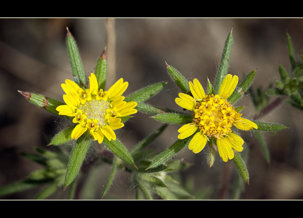 Fitch's Spikeweed: The 129th Flower of Spring & Summer! (3 more pix below!)