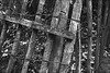 Holz