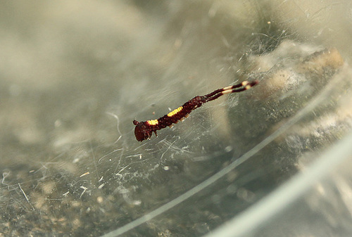 Sallow Kitten Caterpillars 1st Instar