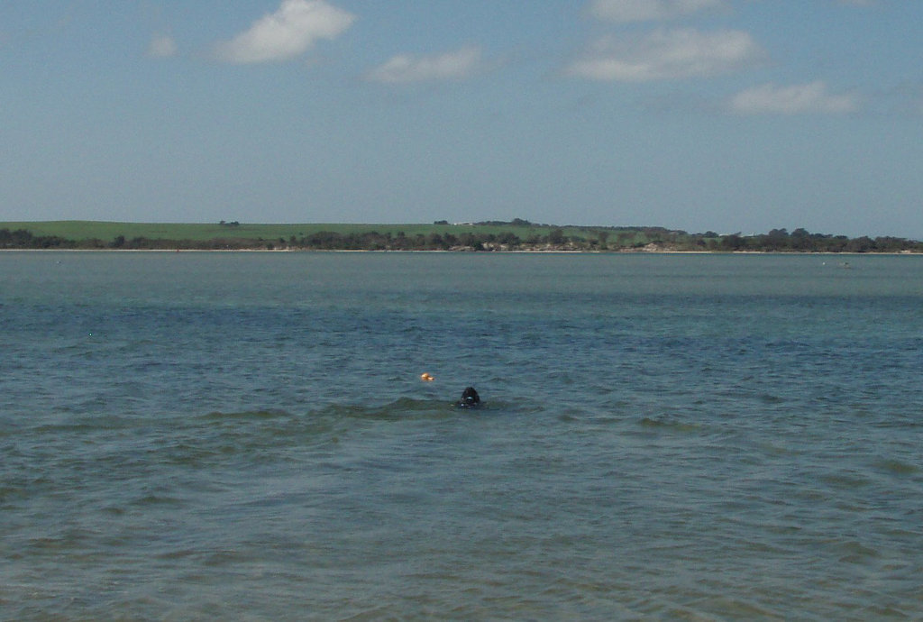 Fonzie swimming