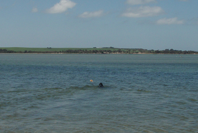 Fonzie swimming